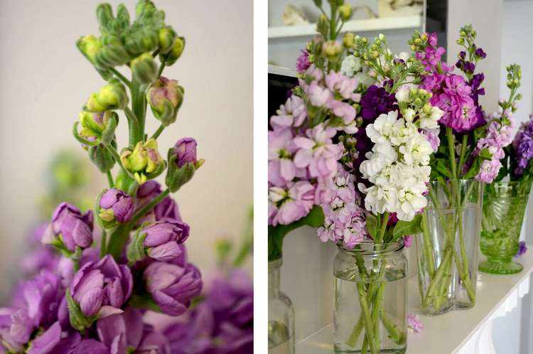 imagenes de flores para decorar